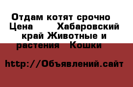 Отдам котят срочно › Цена ­ 5 - Хабаровский край Животные и растения » Кошки   